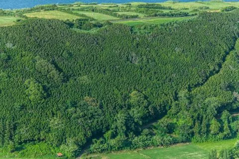 Green forest pattern of Faial Island, Azores, Portugal Stock Photos