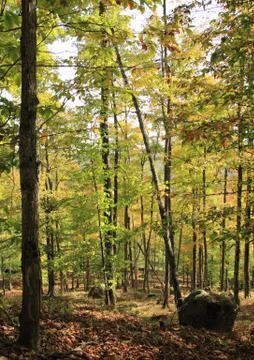 Green forest Foto stock