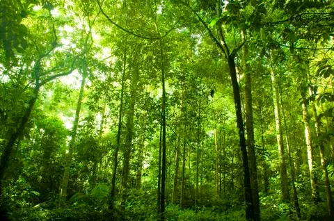 Green forest . Stock Photos