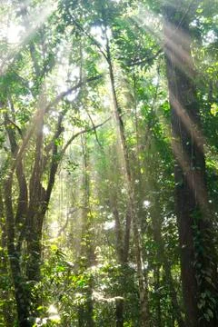 Green forest Stock Photos