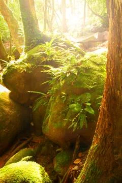 Green forest Stock Photos