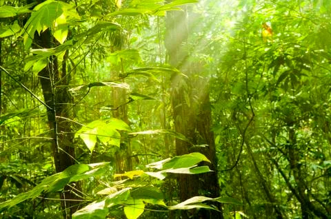 Green forest Stock Photos