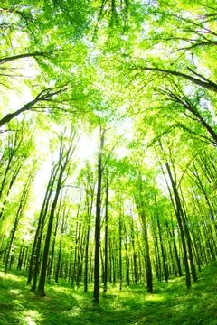 Green forest Stock Photos