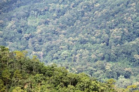 Green forest Stock Photos