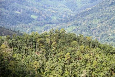 Green forest Stock Photos