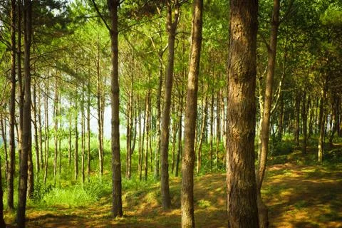 Green forest Stock Photos