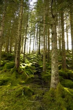 Green forest Stock Photos