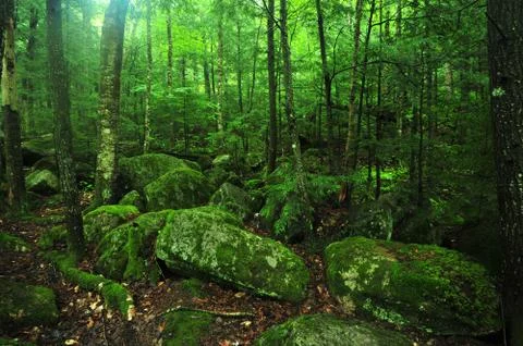 Green forest Stock Photos