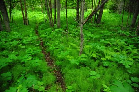 Green forest Stock Photos