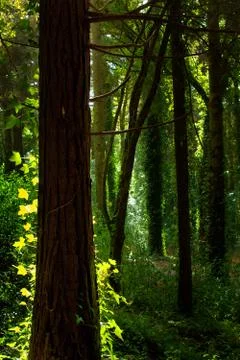 Green forest Stock Photos