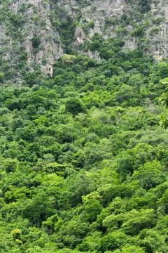 Green forest Stock Photos