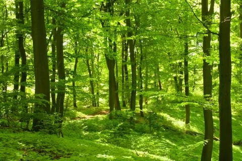Green forest Foto stock