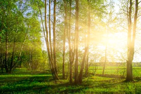 Green forest Stock Photos