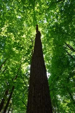 Green forest Stock Photos