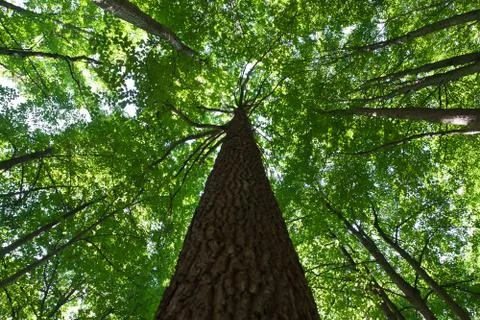 Green forest Stock Photos