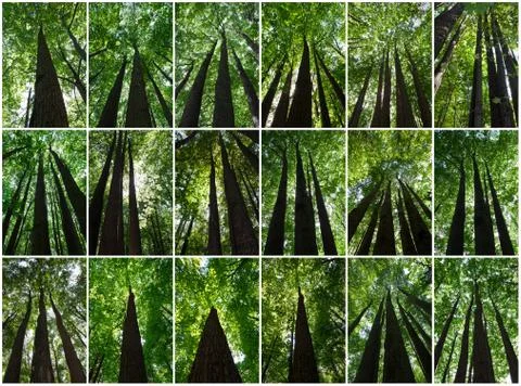 Green forest Foto stock