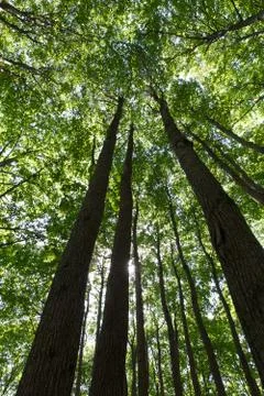 Green forest Stock Photos