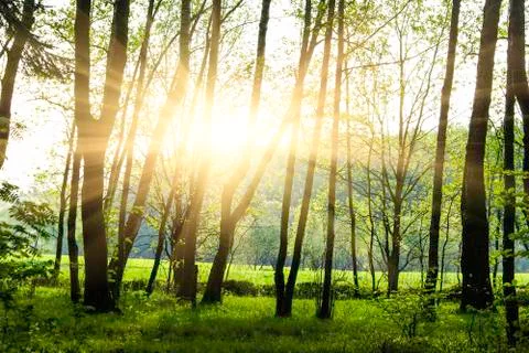 Green forest Stock Photos