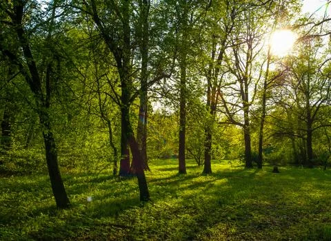 Green forest Foto stock