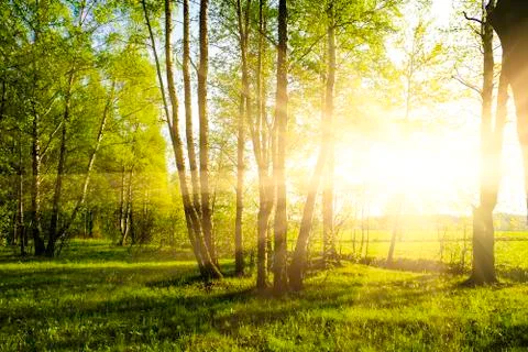 Green forest Foto stock