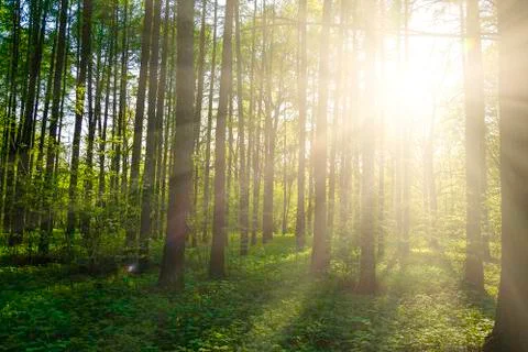 Green forest 스톡 사진