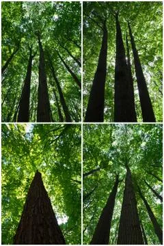 Green forest Stock Photos