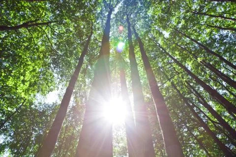 Green forest Stock Photos