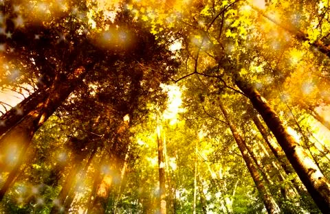 Green forest Stock Photos