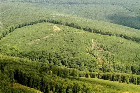 Green forest Stock-Fotos