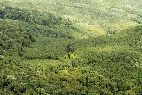 Green forest Stock Photos