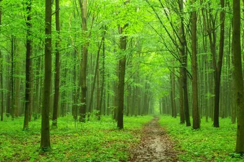 Green forest Stock Photos