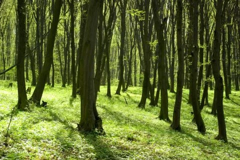 Green forest Stock-Fotos