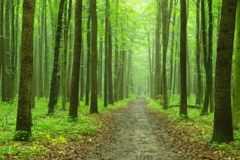 Green forest Stock Photos