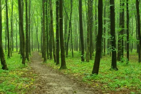 Green forest Stock Photos