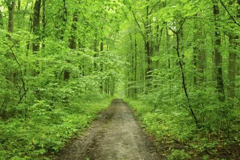 Green forest Stock Photos
