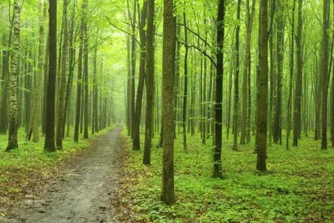 Green forest Stock Photos