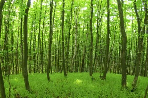 Green forest Foto stock