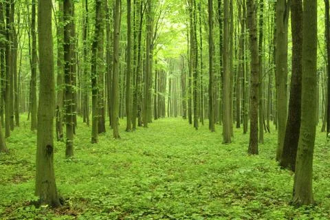 Green forest Stock-Fotos