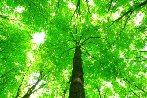 Green forest Stock Photos