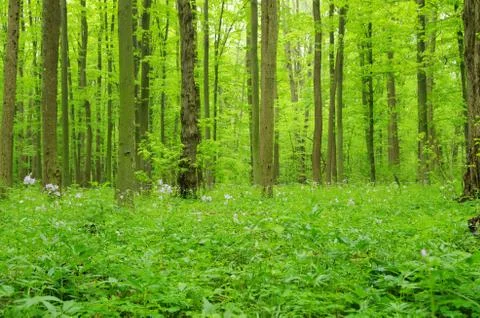Green forest Stock Photos