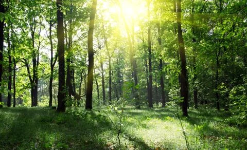 Green forest Foto stock