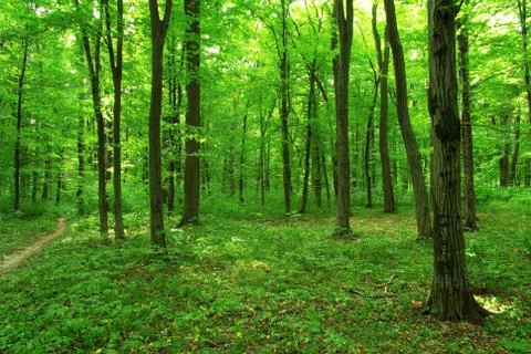 Green forest Stock-Fotos
