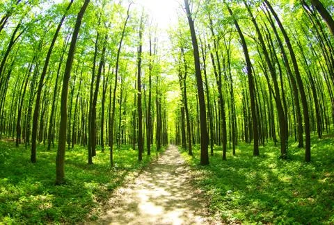 Green forest Stock Photos