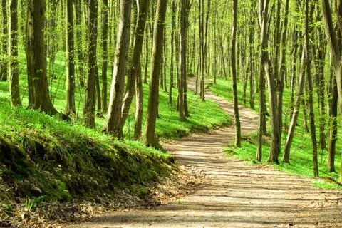 Green forest Foto stock