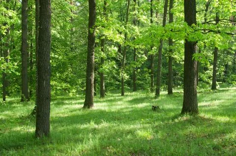 Green forest Stock Photos