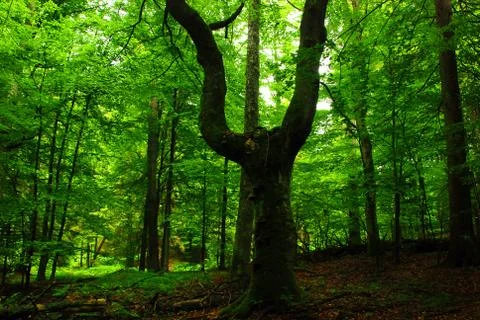 Green forest Stock Photos
