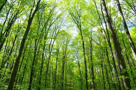 Green forest Stock Photos