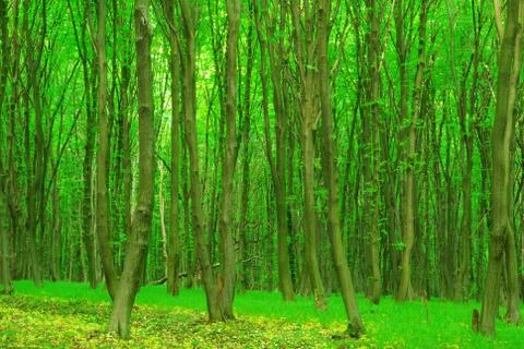 Green forest Foto stock