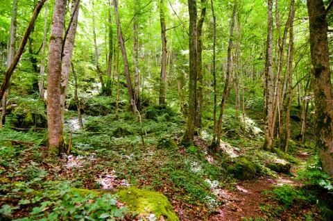 Green forest Stock Photos