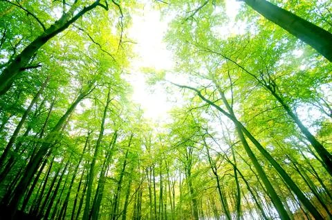 Green forest Stock-Fotos